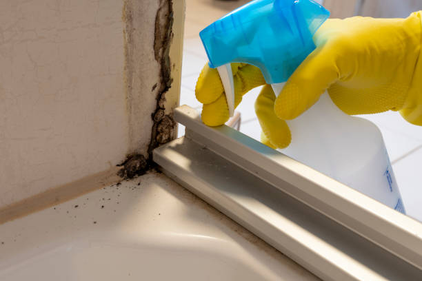 Best Same-Day Mold Removal  in Gurdon, AR