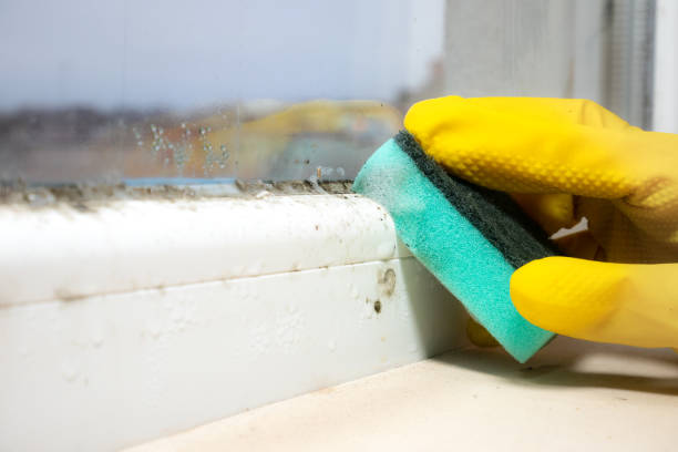 Best Fast Mold Removal  in Gurdon, AR