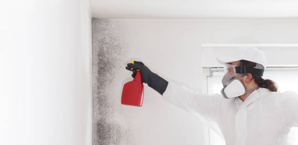 Professional Mold Removal in Gurdon, AR