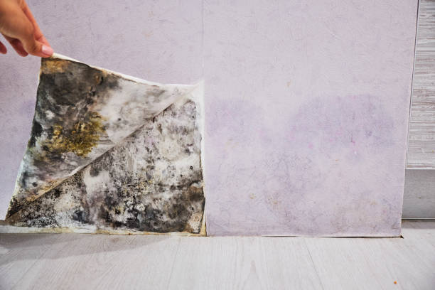Best Black Mold Removal  in Gurdon, AR